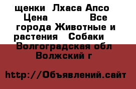 щенки  Лхаса Апсо › Цена ­ 20 000 - Все города Животные и растения » Собаки   . Волгоградская обл.,Волжский г.